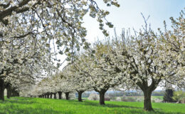 019 - fruehling an der grenze